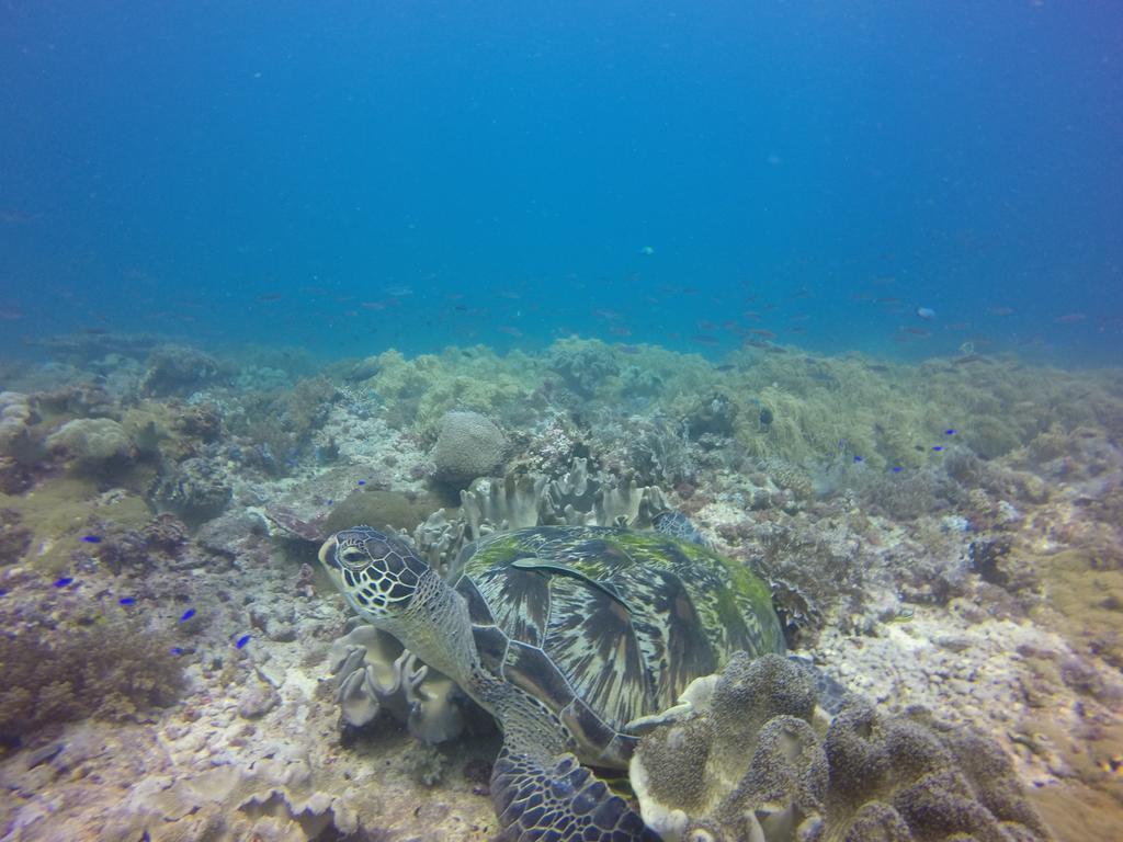 Coco White Beach Resort Bohol Bagian luar foto