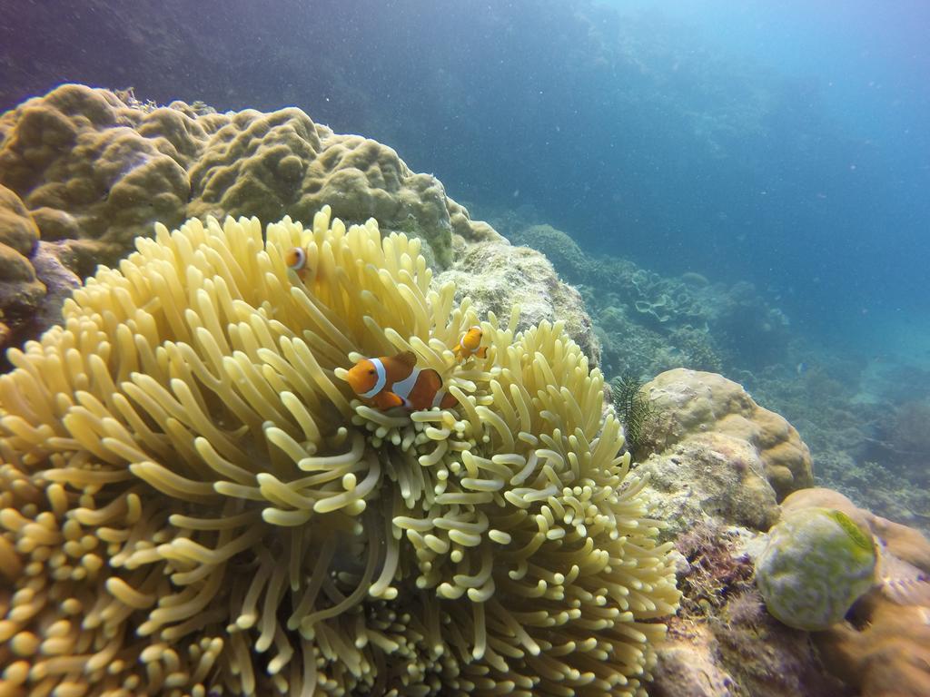 Coco White Beach Resort Bohol Bagian luar foto